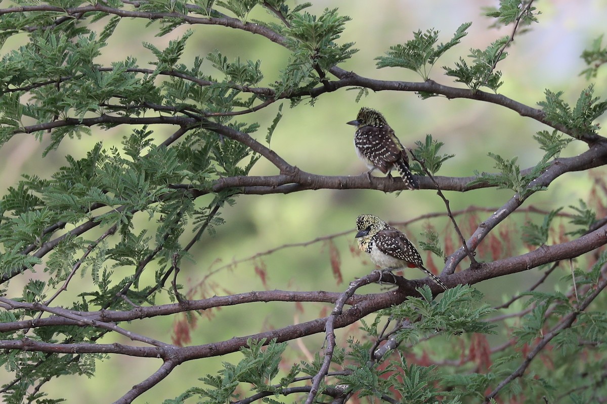 Ohrfleck-Bartvogel - ML220536871