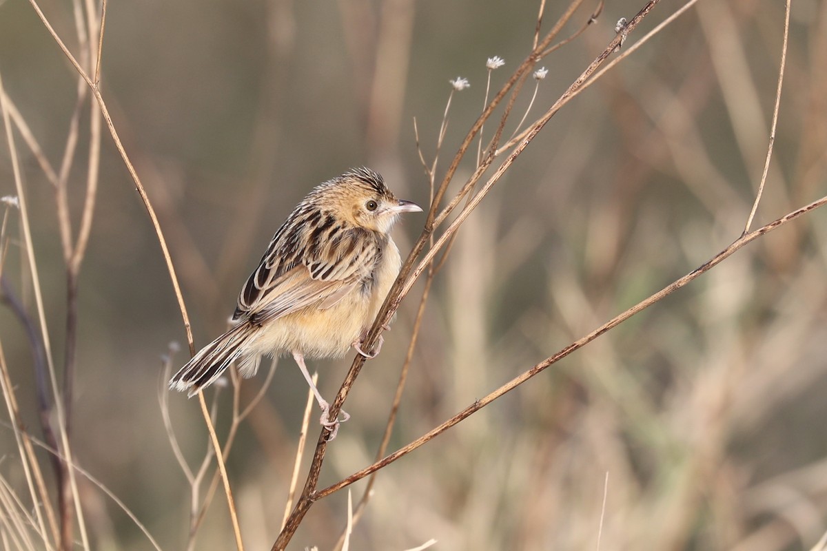 Rattling Cisticola - ML220536881