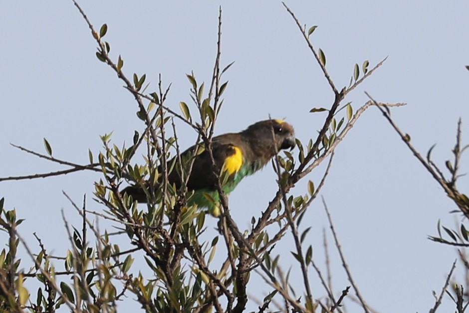 Meyer's Parrot - ML220536901