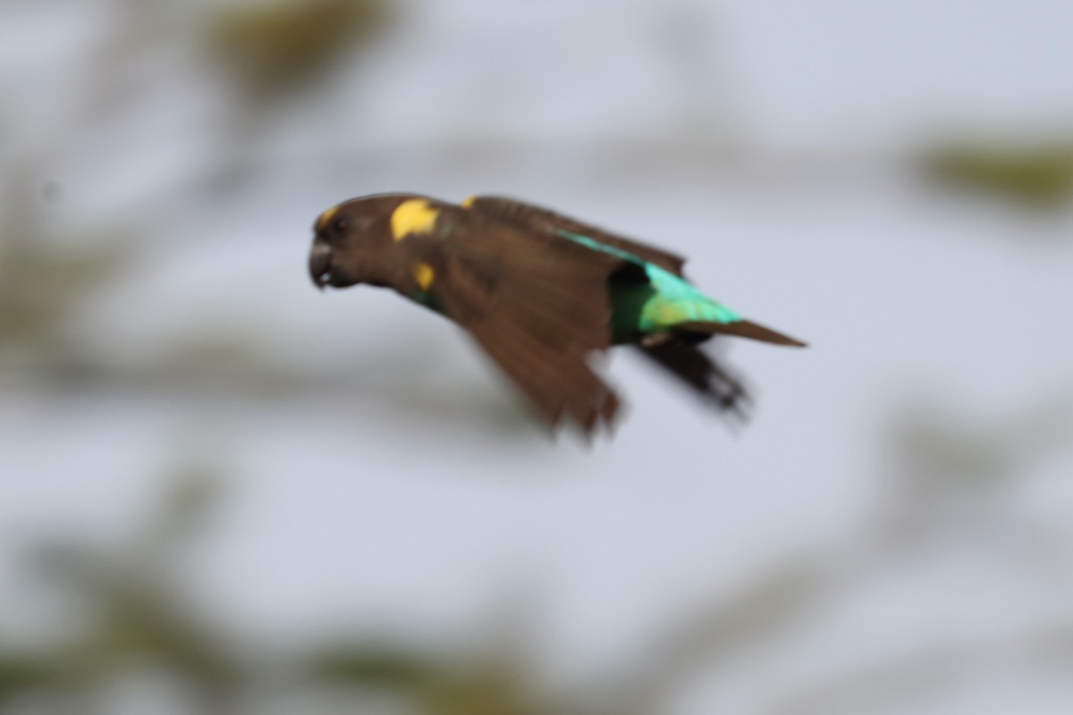 Meyer's Parrot - ML220536911