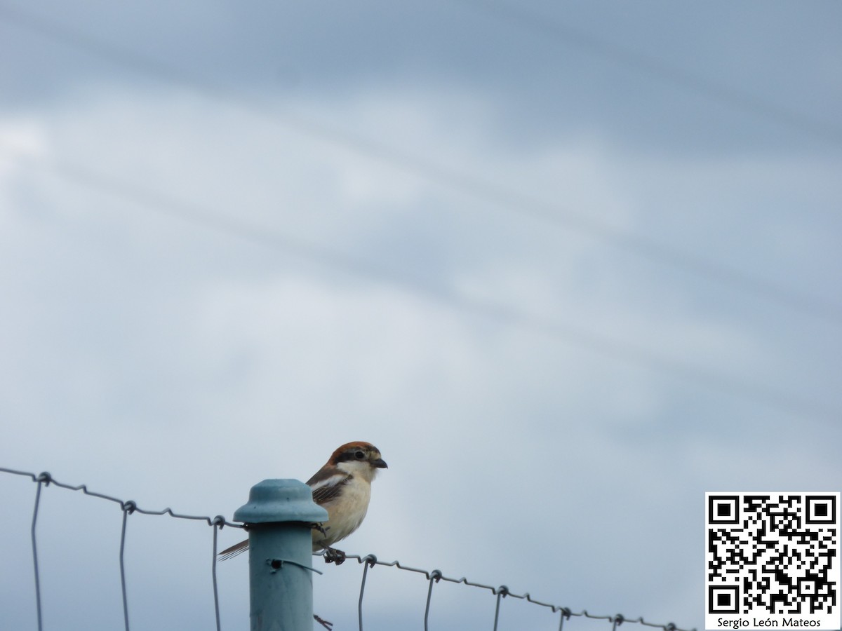 Woodchat Shrike - Sergio Leon Mateos