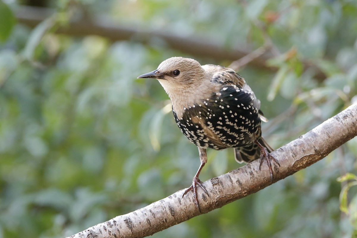 European Starling - Holger Teichmann