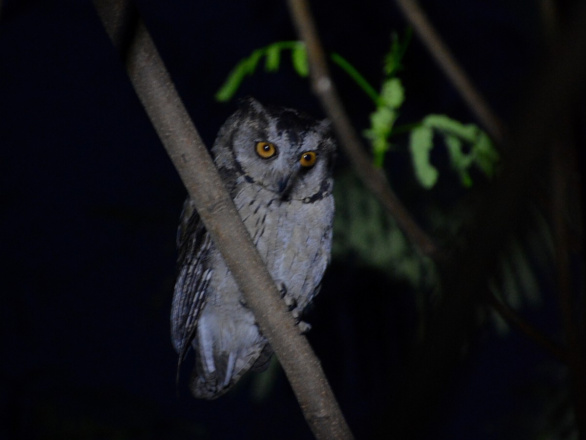 Indian Scops-Owl - ML220541671