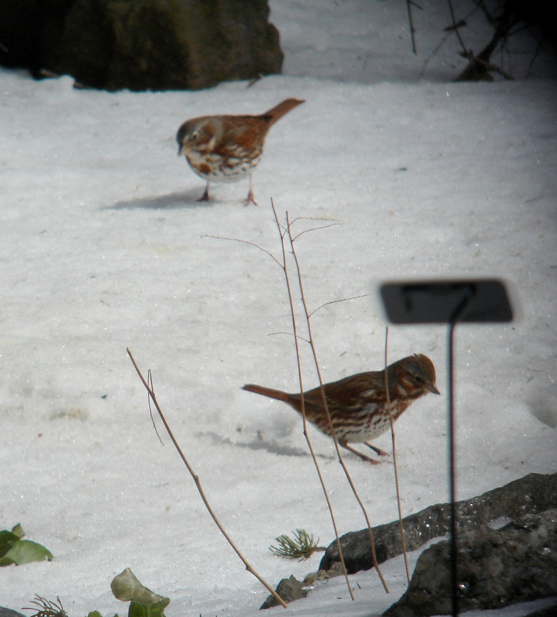 Fox Sparrow (Red) - ML22054171