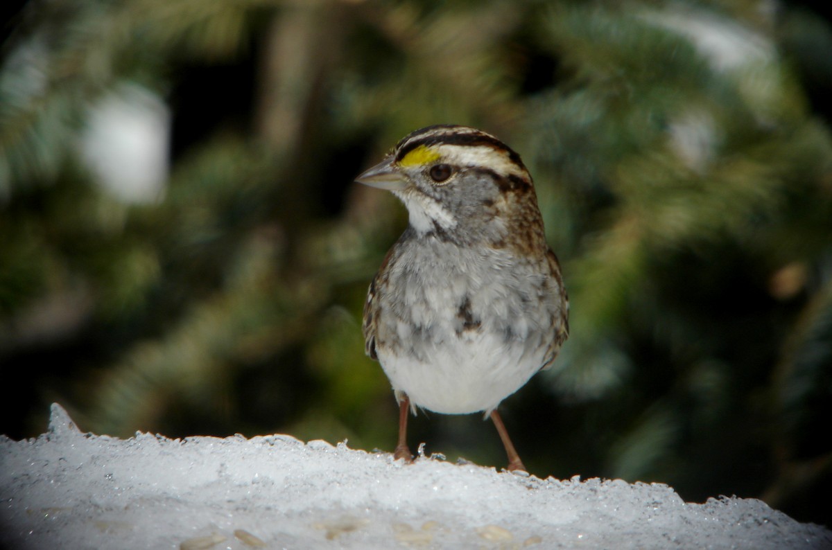 White-throated Sparrow - ML22054191