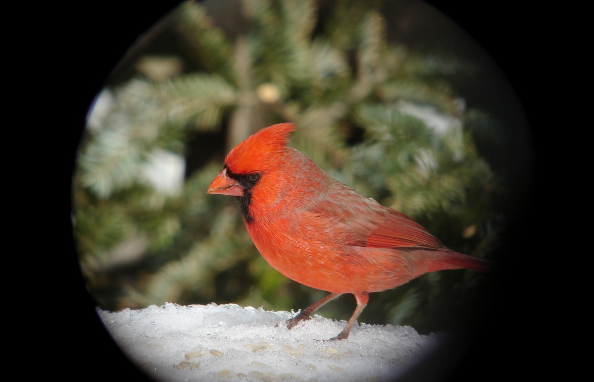 Northern Cardinal - ML22054201