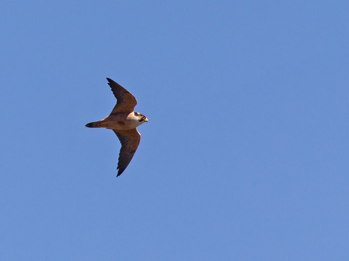 Taita Falcon - ML220542131