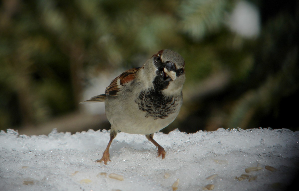 House Sparrow - ML22054221