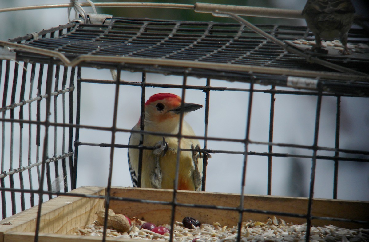 Red-bellied Woodpecker - ML22054231