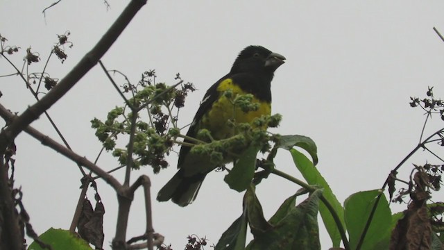 Black-backed Grosbeak - ML220542581