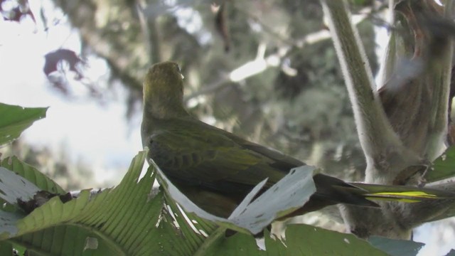 Dusky-green Oropendola - ML220542601