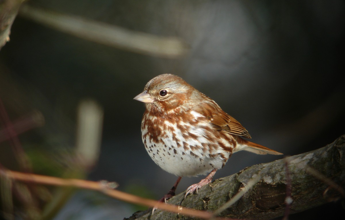 Fox Sparrow (Red) - ML22054261