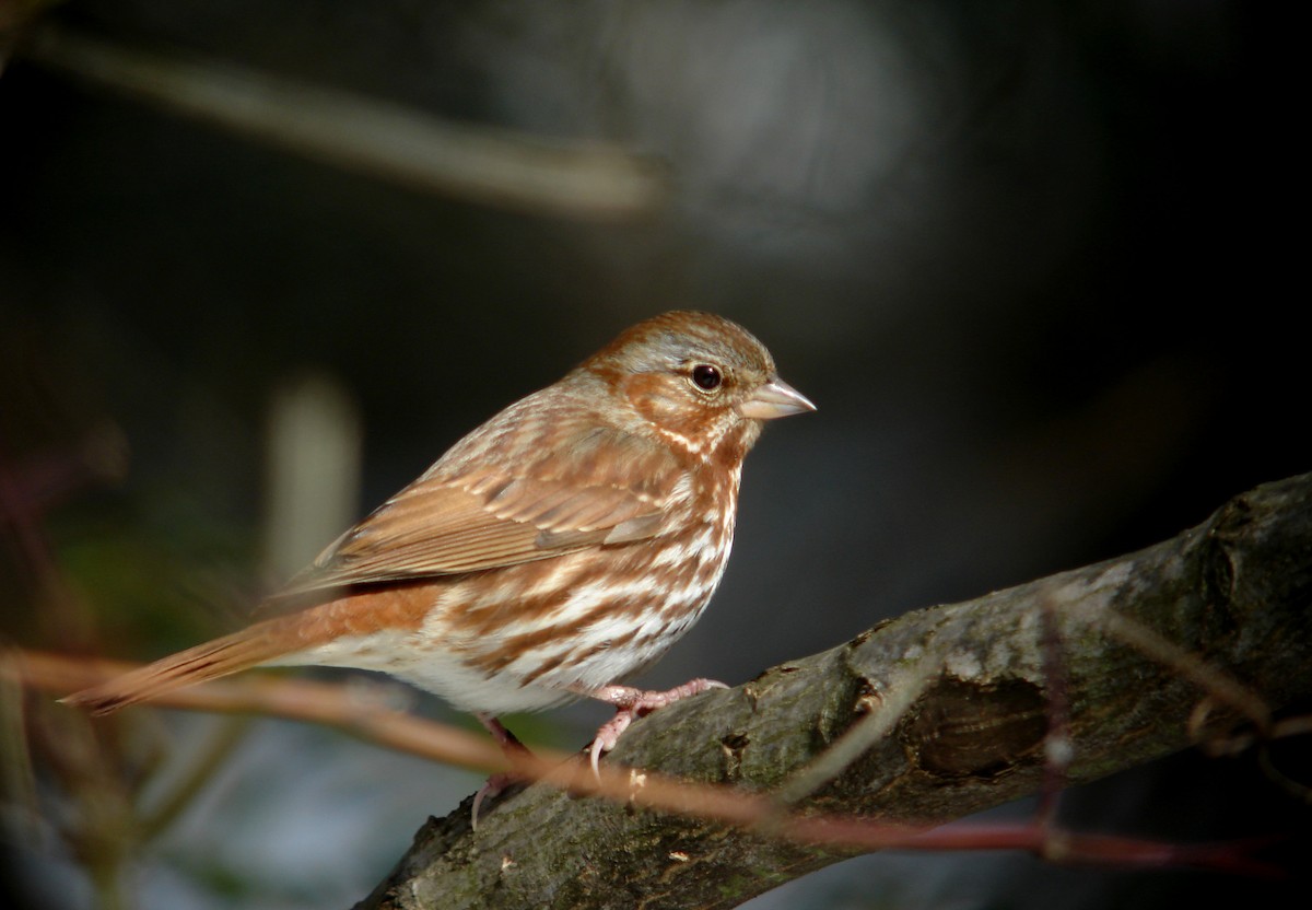 Fox Sparrow (Red) - ML22054271