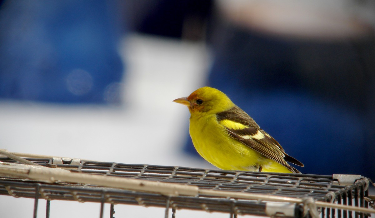 Western Tanager - ML22054301