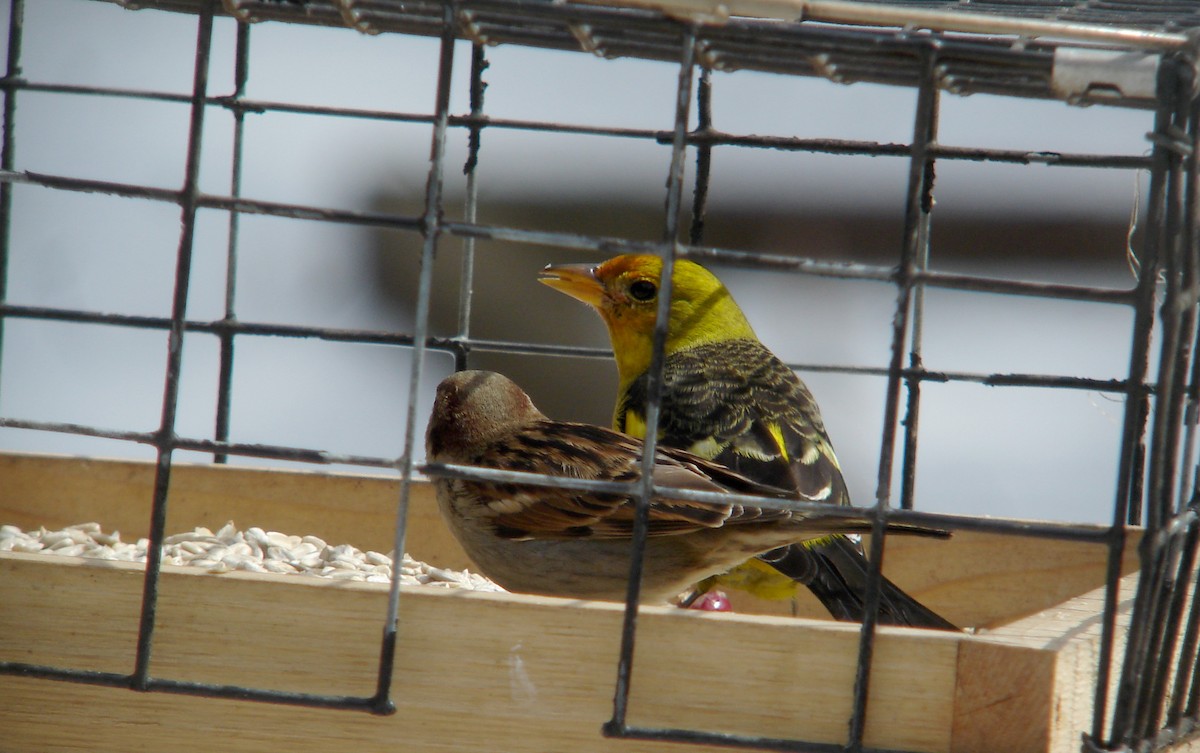 Western Tanager - ML22054311