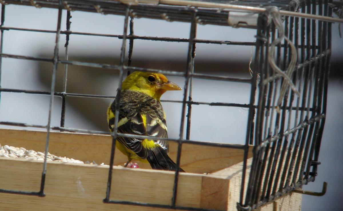 Western Tanager - ML22054331
