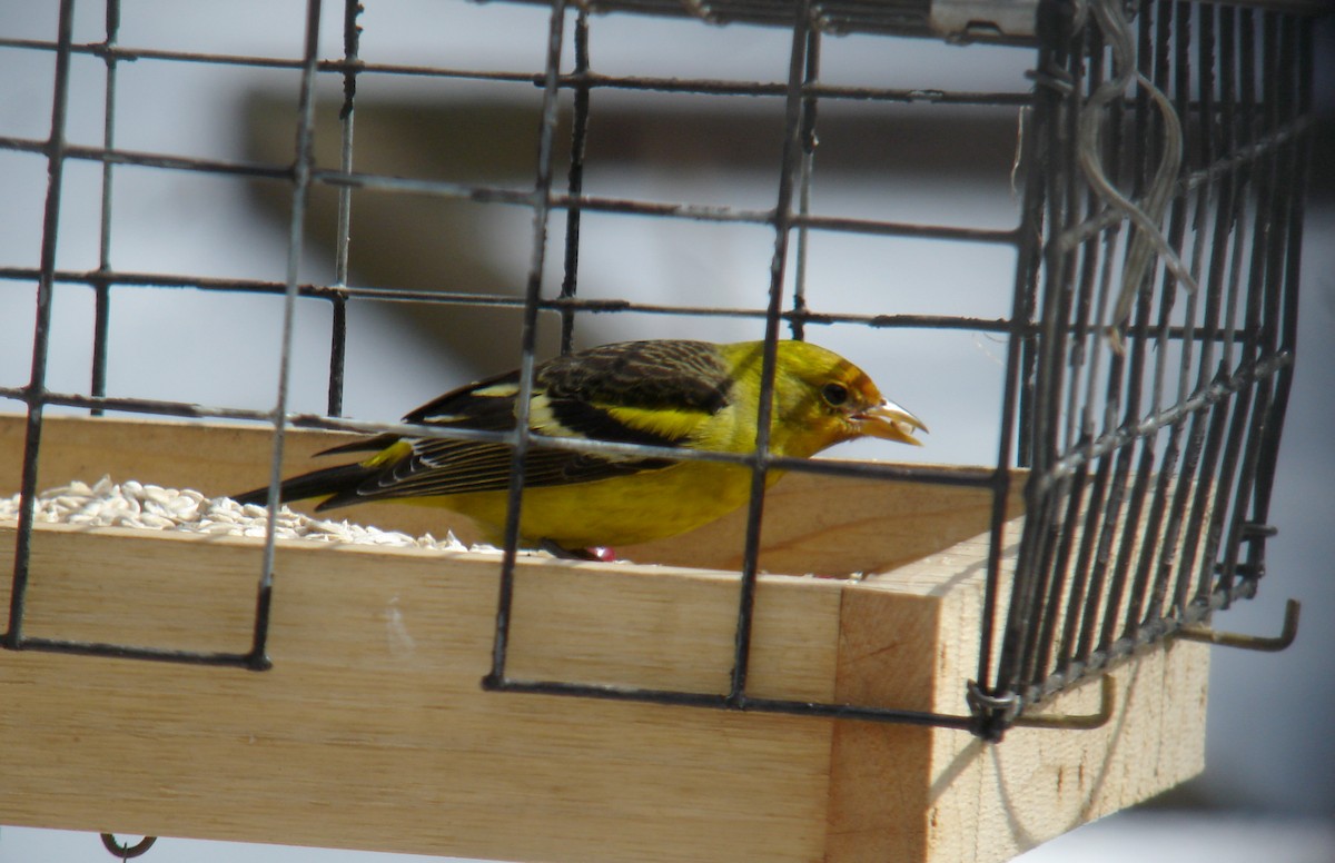 Western Tanager - ML22054341