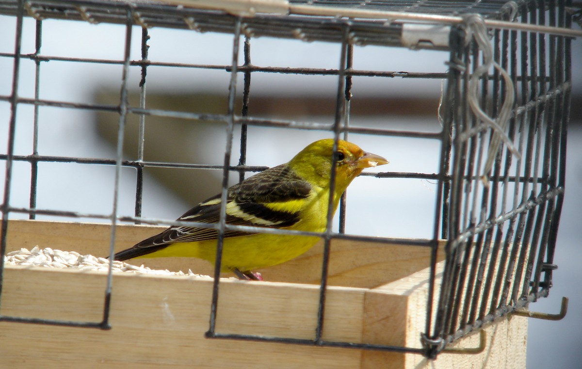 Western Tanager - ML22054351