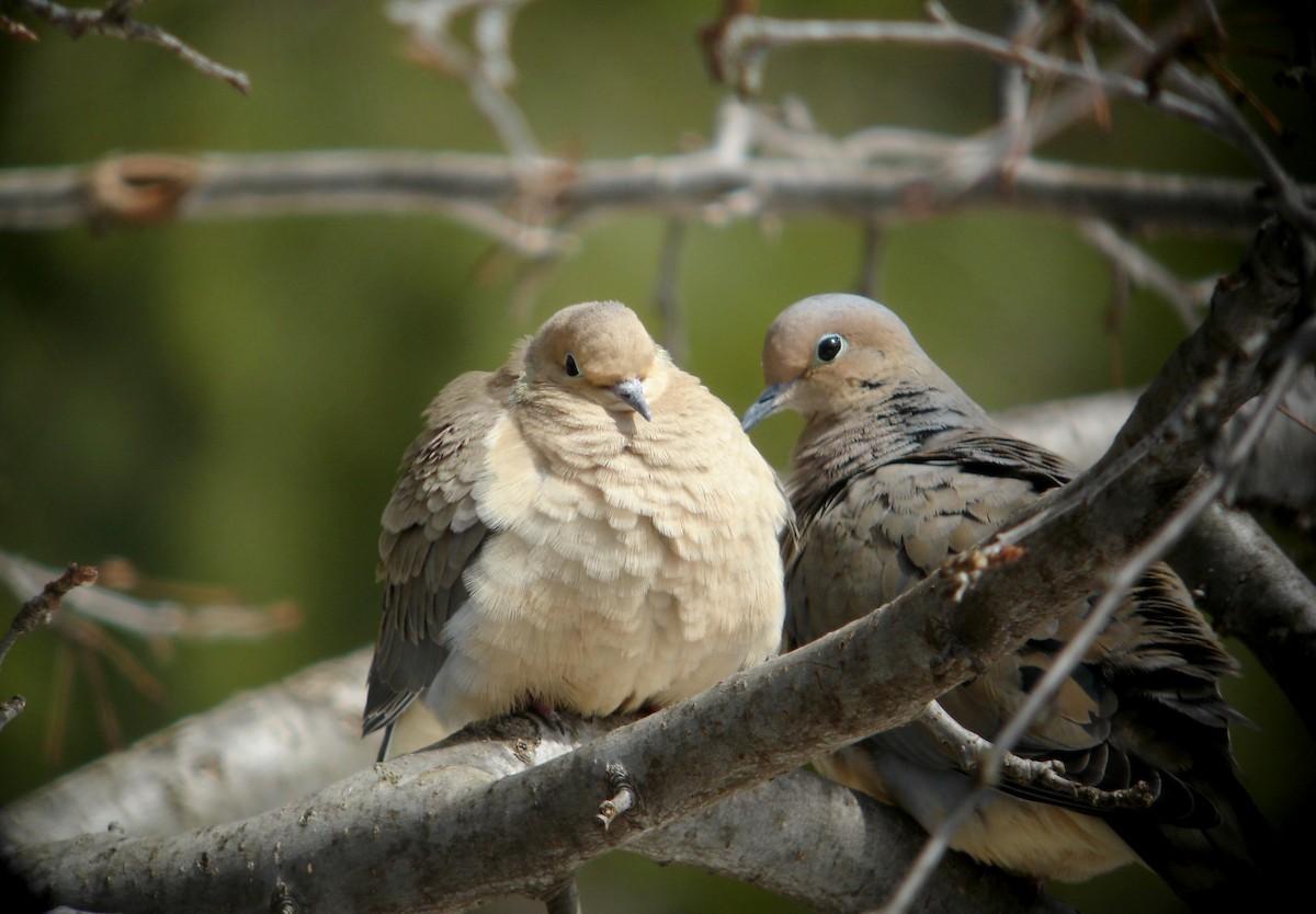 Mourning Dove - ML22054391