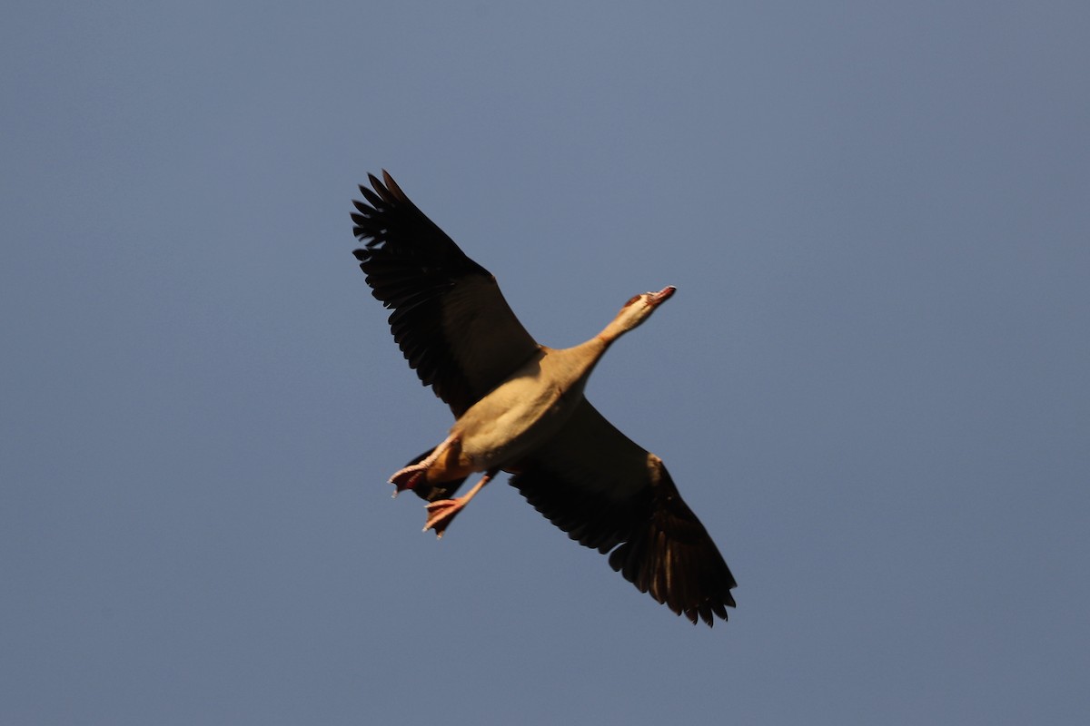 Egyptian Goose - ML220544481