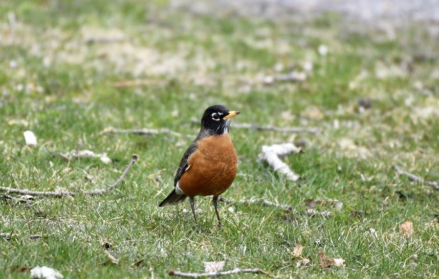 American Robin - ML220544721