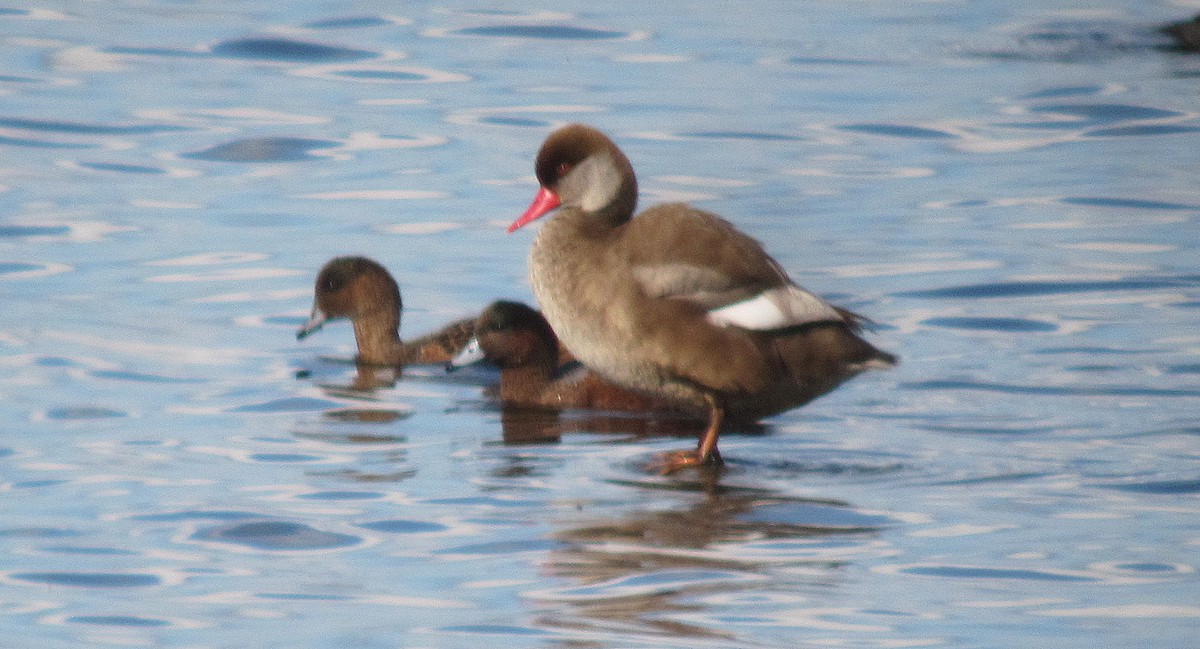 Red-crested Pochard - ML220545201