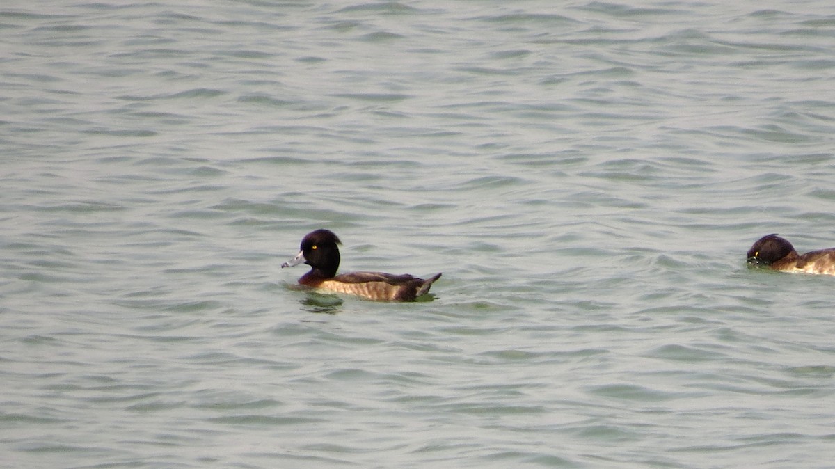 Tufted Duck - ML220545591