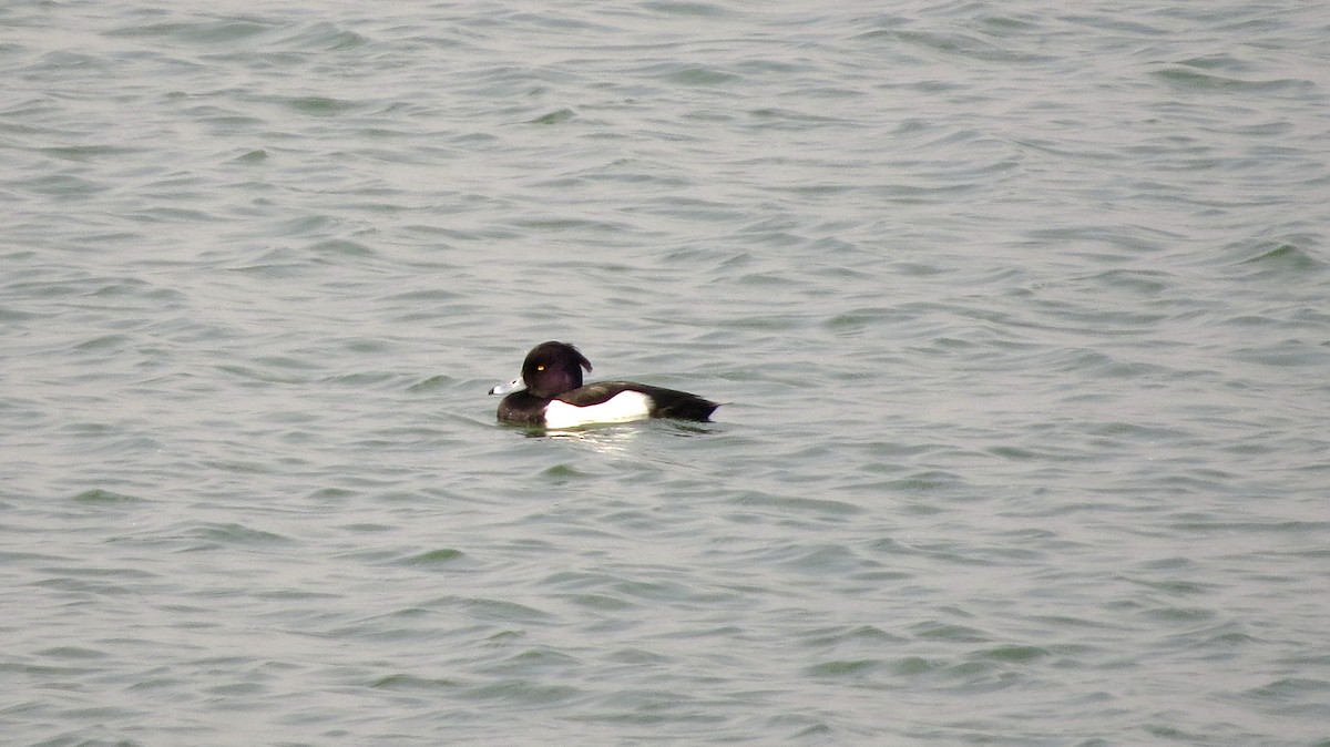 Tufted Duck - ML220545631