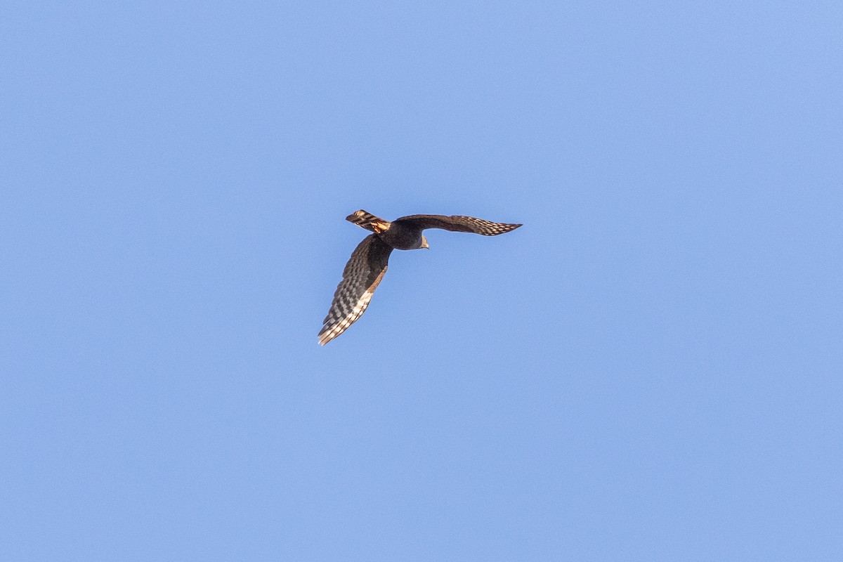 Ovambo Sparrowhawk - Stefan Hirsch