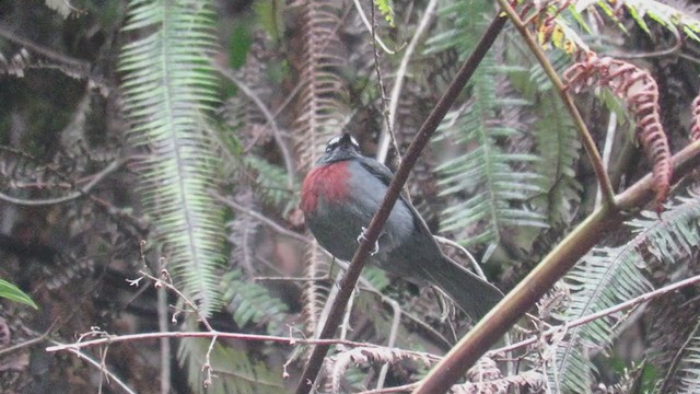 Maroon-belted Chat-Tyrant - ML220547811