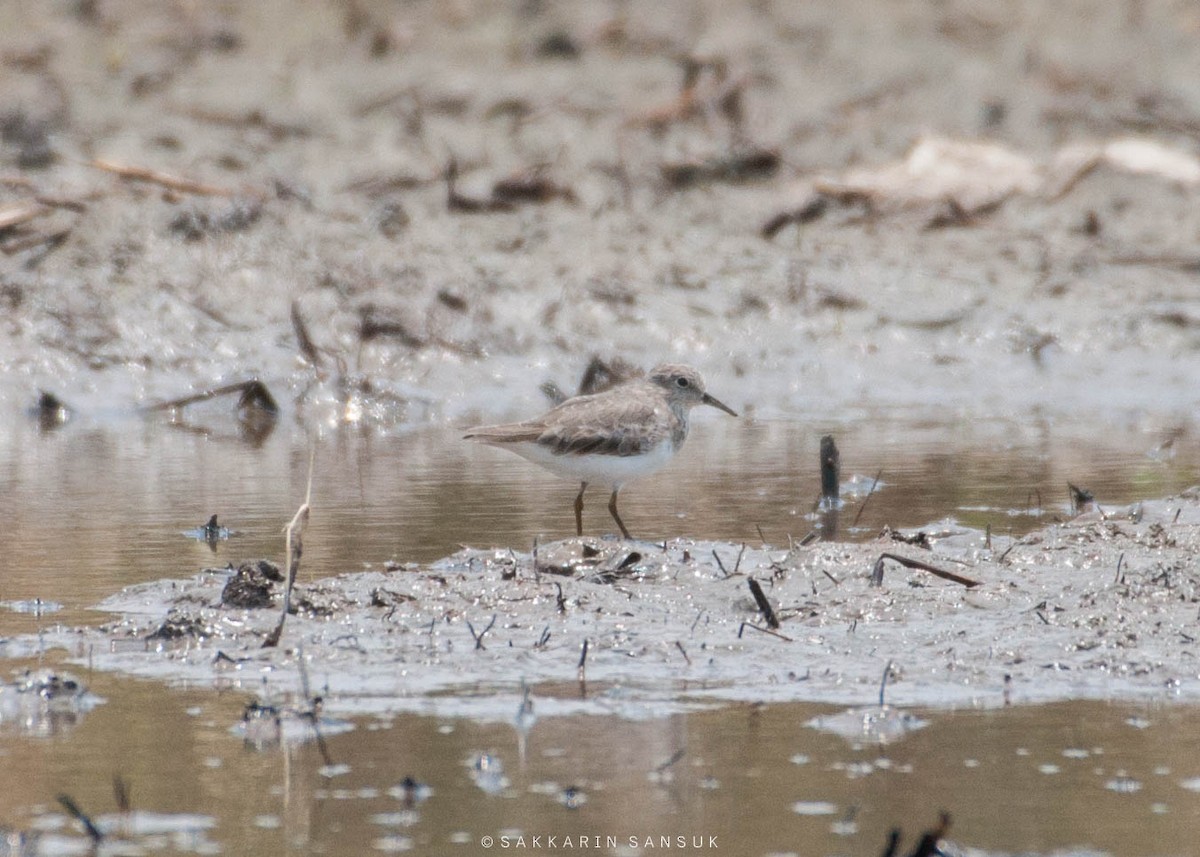 Temminck's Stint - ML220547941