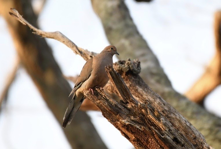 Mourning Dove - ML220548531