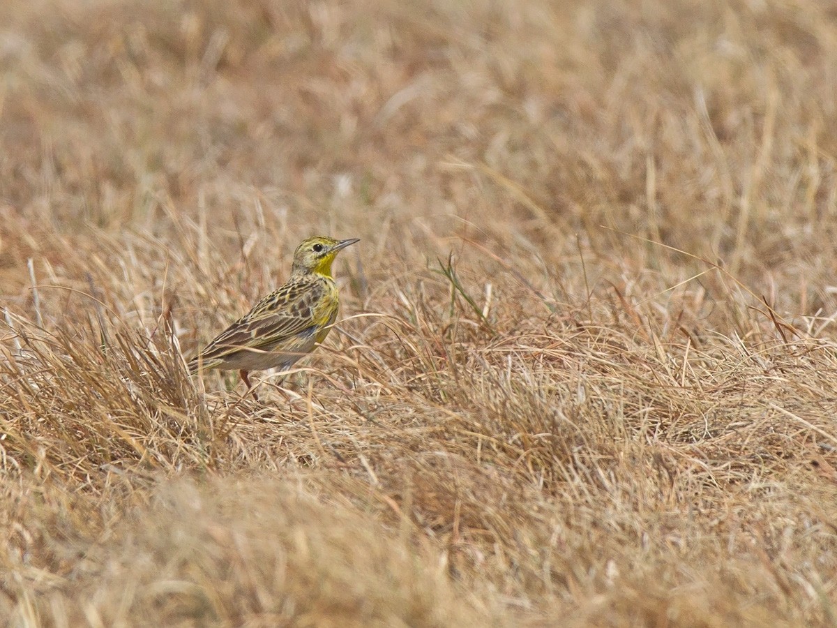 Yellow-breasted Pipit - Niall D Perrins
