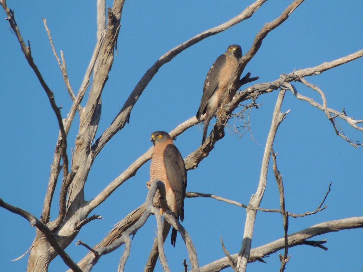 Brown Goshawk - George Vaughan