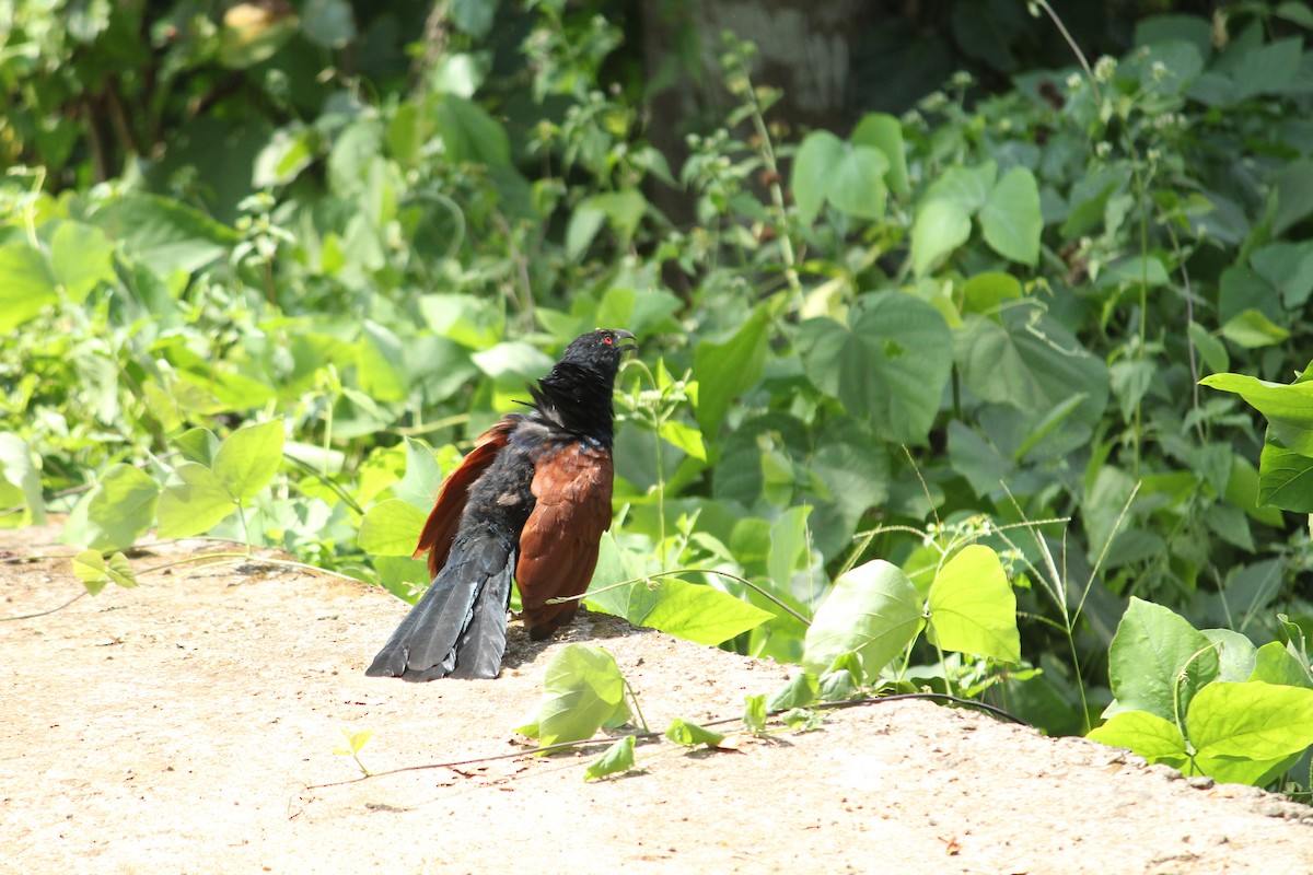 Greater Coucal - ML220553301