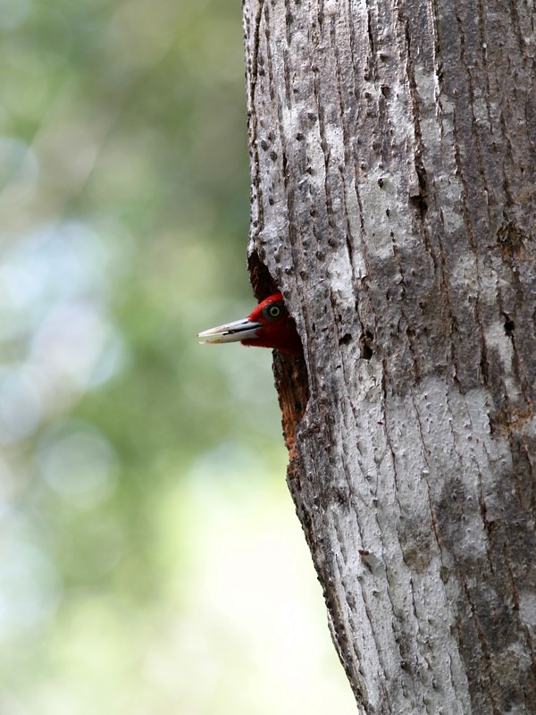 Pale-billed Woodpecker - ML220553381