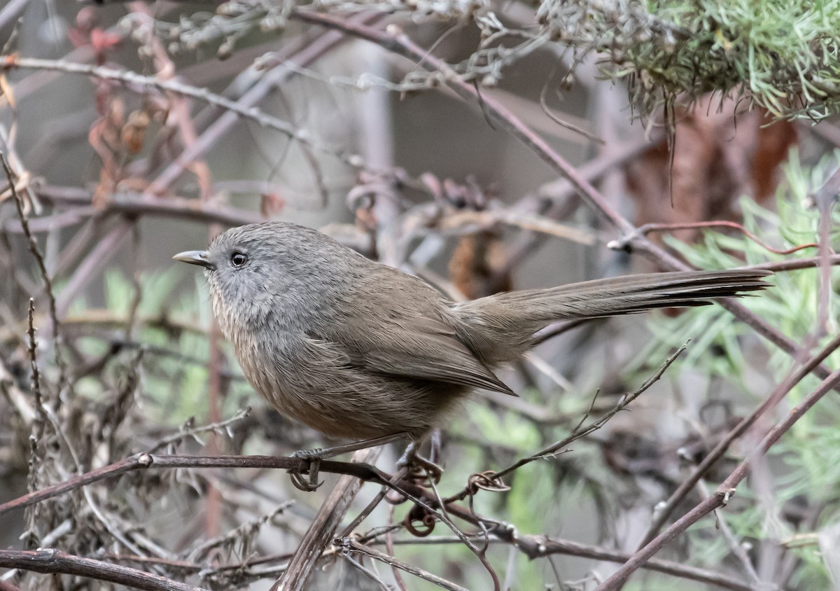 Wrentit - ML220555441