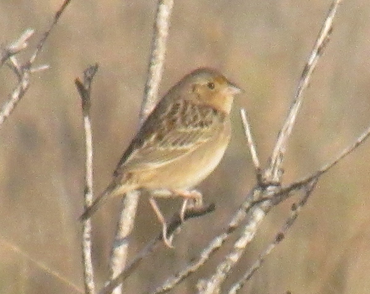 Grasshopper Sparrow - ML220555811