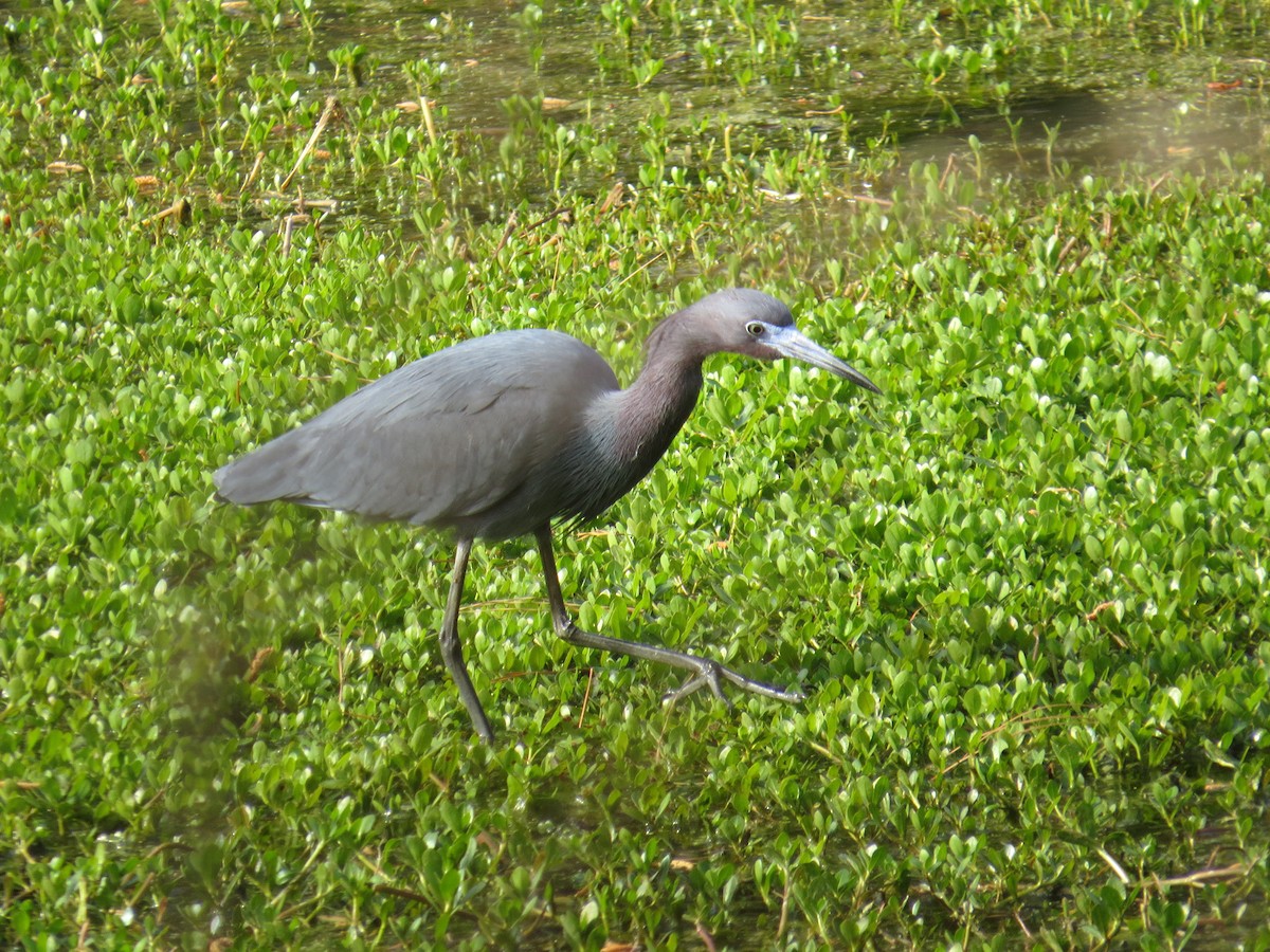 Little Blue Heron - ML220558371