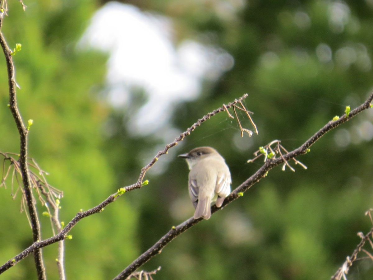 Eastern Phoebe - ML220558461