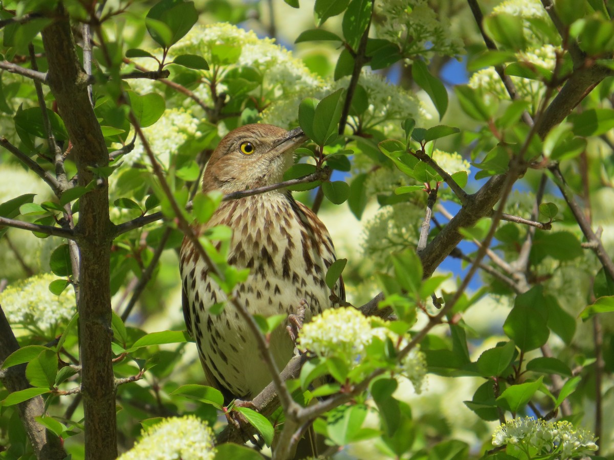 Brown Thrasher - ML220558541