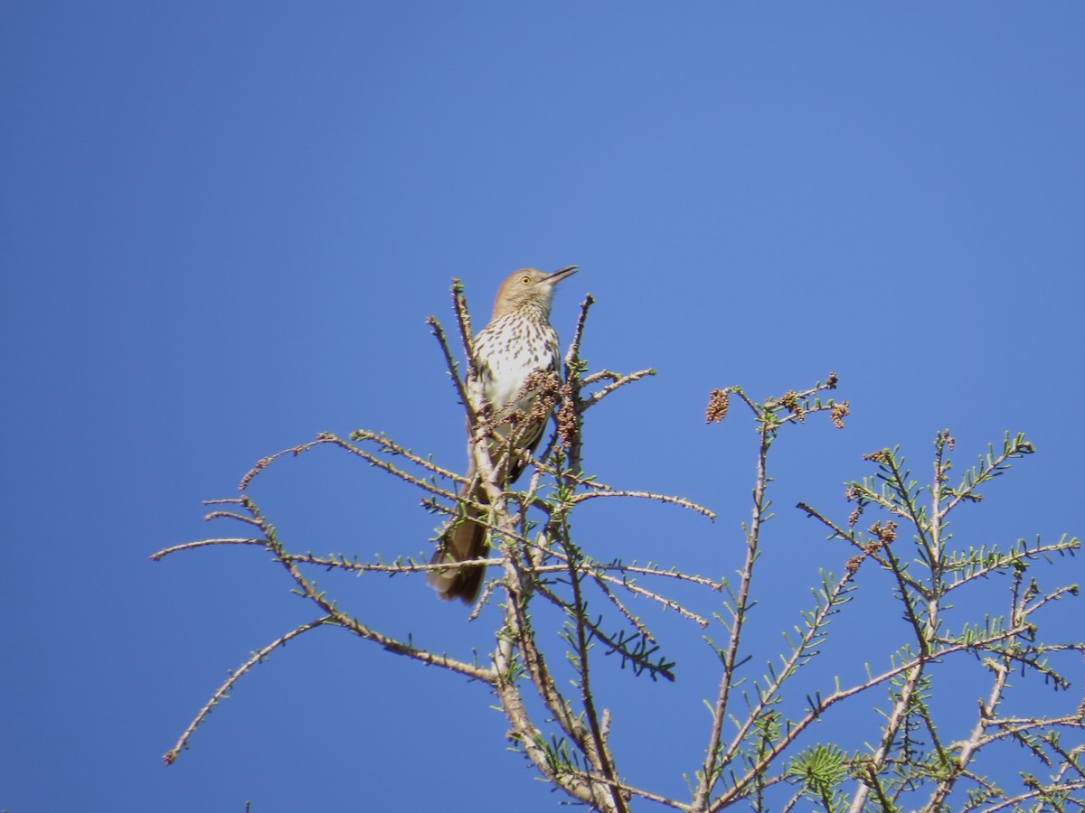 Brown Thrasher - ML220558551