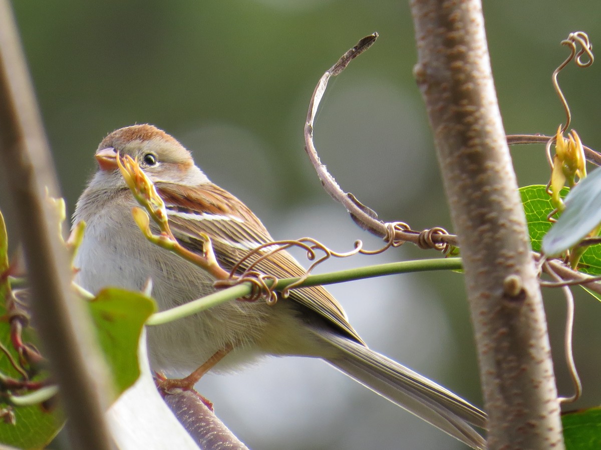 Field Sparrow - ML220558651
