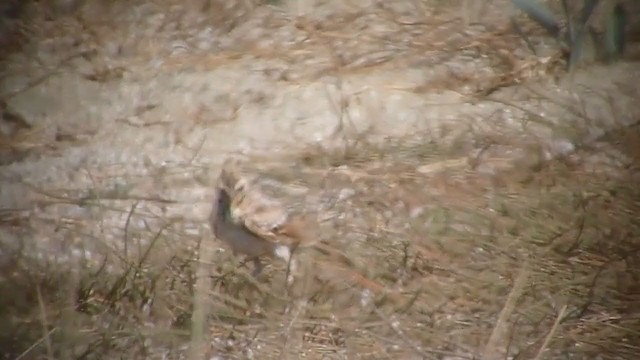 Crested Lark - ML220558911