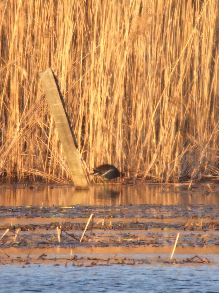 Common Gallinule - ML220559511