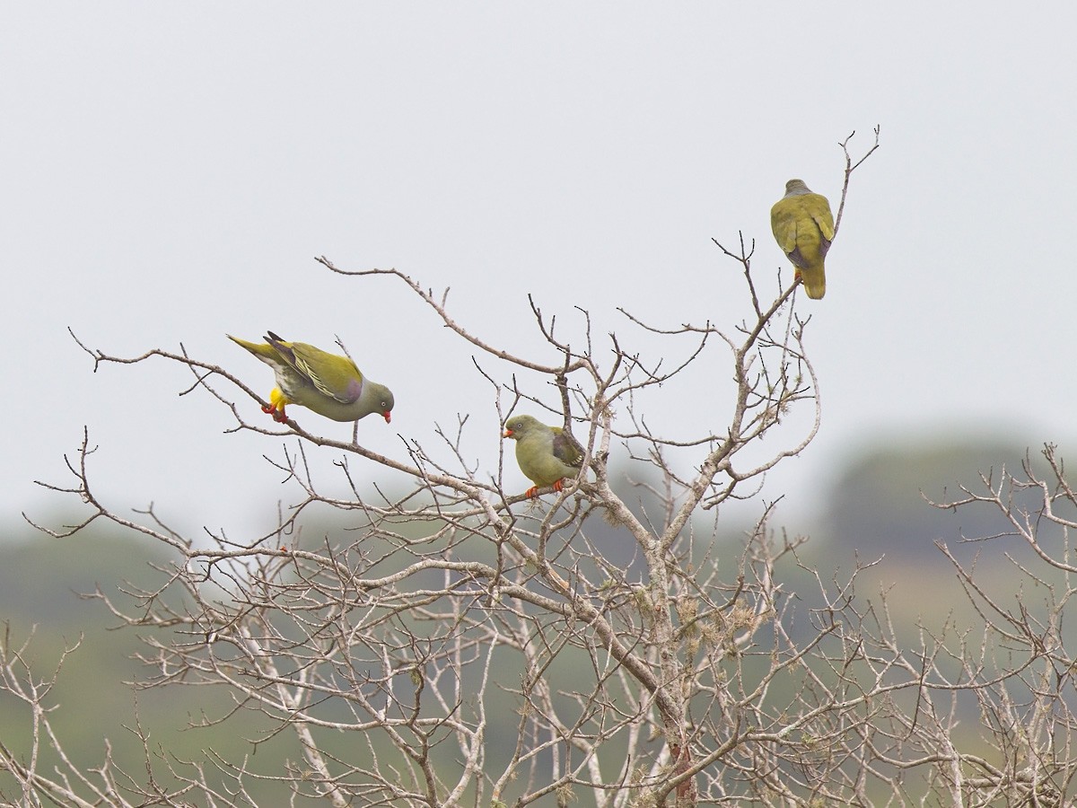 African Green-Pigeon - Niall D Perrins
