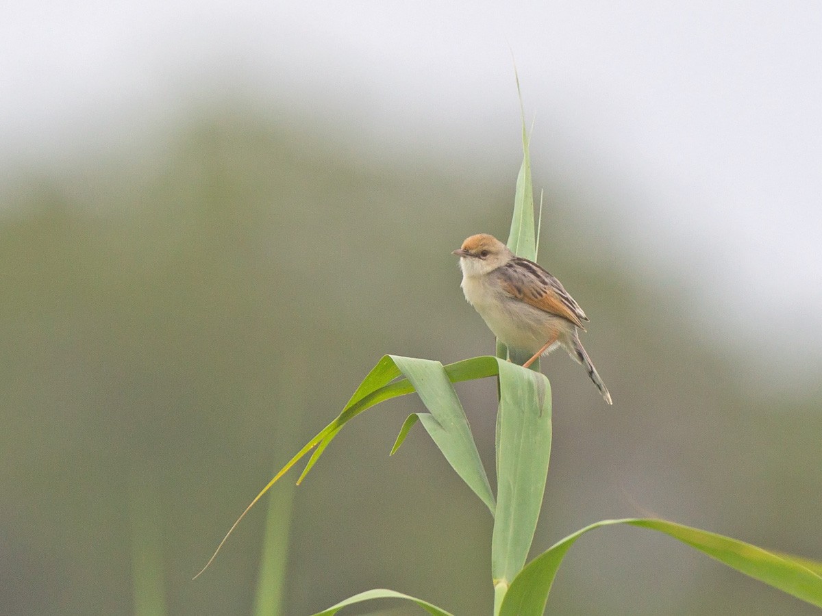 Rufous-winged Cisticola - Niall D Perrins