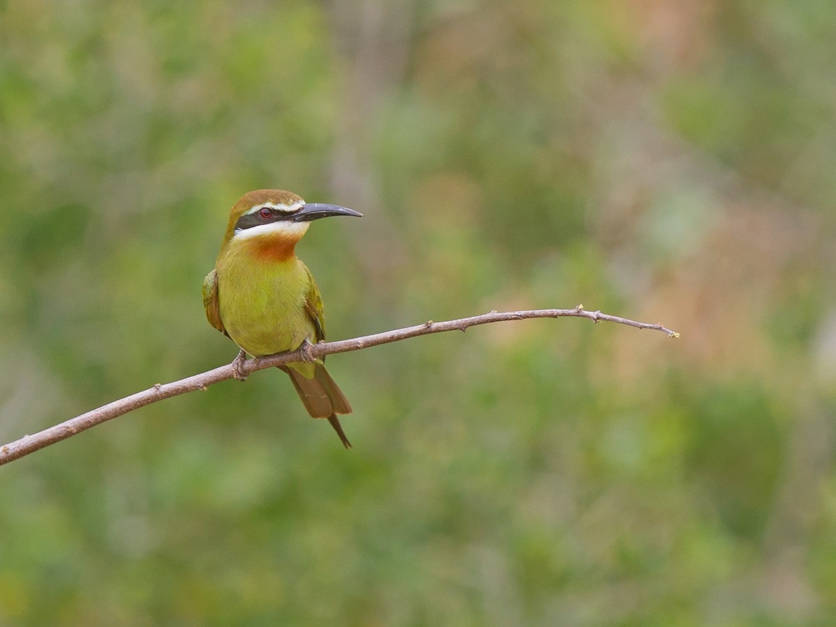 Olive Bee-eater - ML220560011
