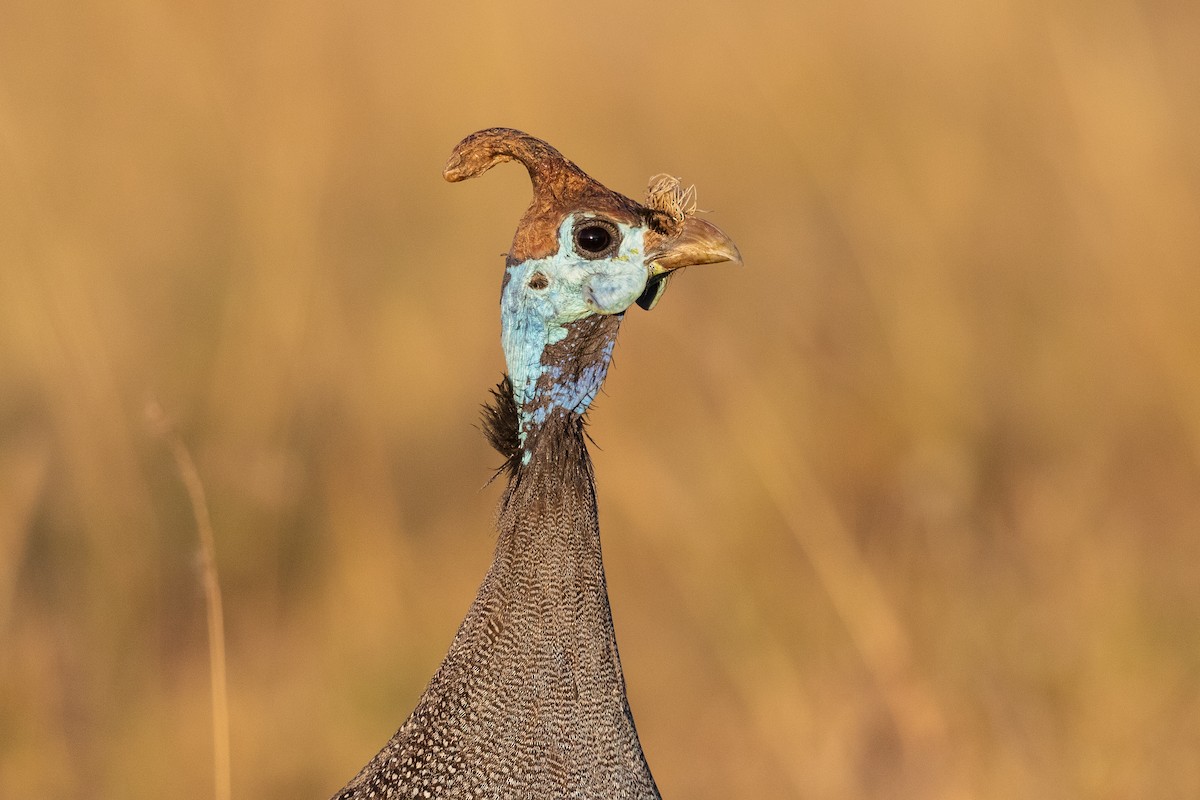 Helmeted Guineafowl - ML220562341