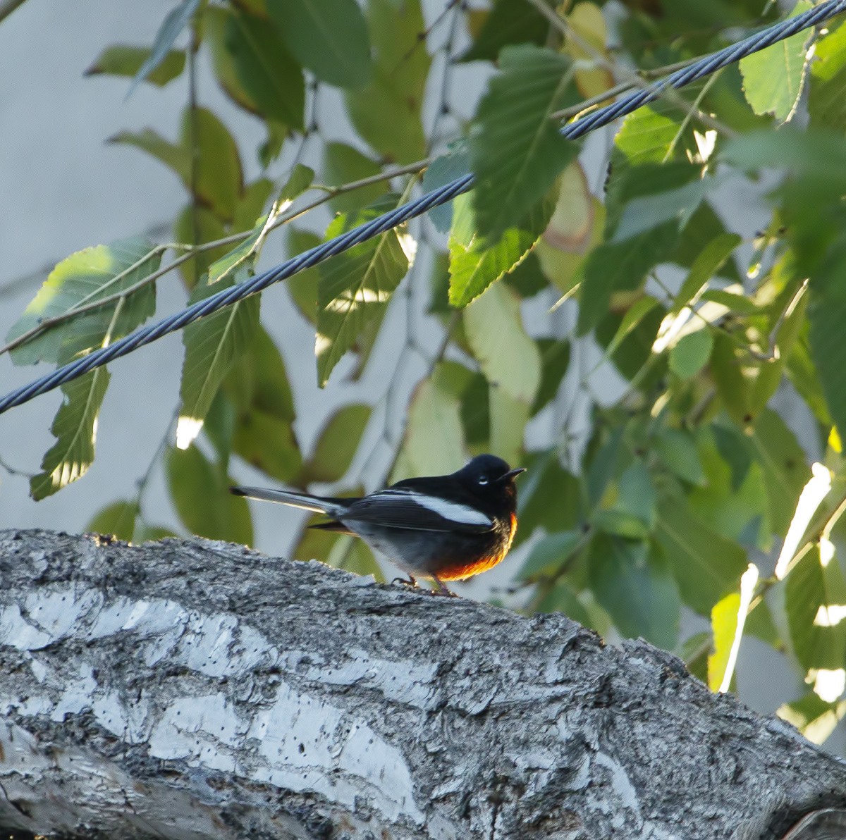 Painted Redstart - ML22056281